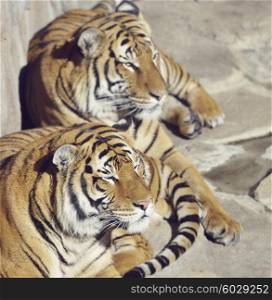 Two Resting Tigers on The Rocks