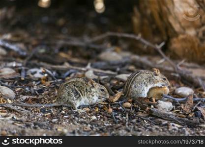 Two Rhabdomys eating on the ground in Kgalagadi transfrontier park, South Africa ; specie Rhabdomys pumilio family of Muridae. Rhabdomys in Kgalagadi transfrontier park, South Africa