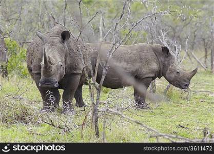 Two Rhinoceros stand in African plains
