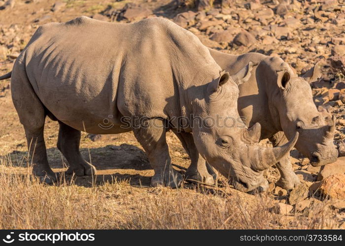 Two Rhinos grazing in the dry savannah lands of Pilanesberg National Park, South Africa