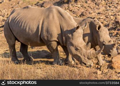 Two Rhinos grazing in the dry savannah lands of Pilanesberg National Park, South Africa