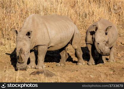 Two Rhinos grazing in the dry savannah lands of Pilanesberg National Park, South Africa