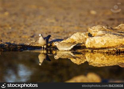 Two Ring-necked Dove in waterhole with reflection at dawn in Kgalagadi transfrontier park, South Africa   Specie Streptopelia capicola family of Columbidae. Ring-necked Dove in Kgalagadi transfrontier park, South Africa