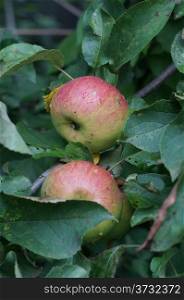 Two ripe apples on a branch