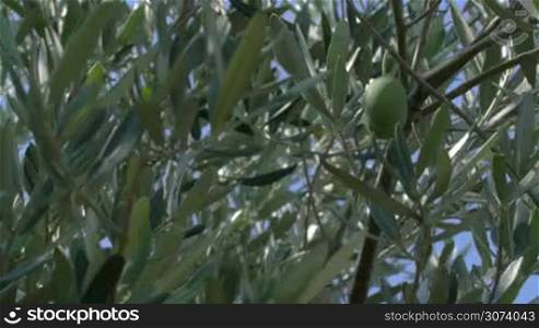 Two ripe green olives are growing on the olive tree.