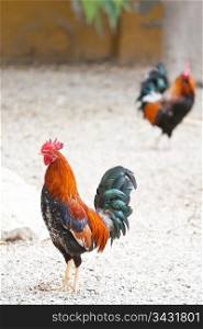 Two roosters or cockerels in a chicken run or yard in Spain, one in focus in the foreground and another in the background with shallow depth of field.