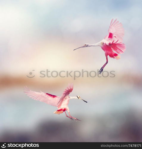 Two Roseate Spoonbills landing in Florida wetlands