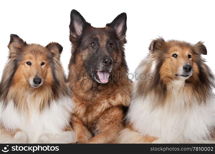 Two Rough Collie dogs and a German Shepherd. Two Rough Collie dogs and a German Shepherd in front of white background