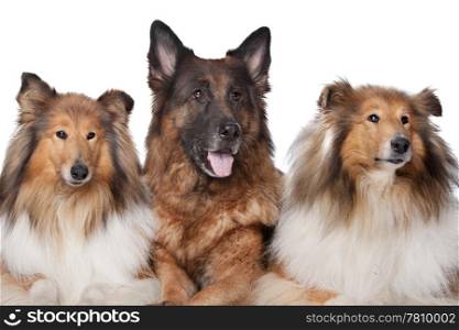 Two Rough Collie dogs and a German Shepherd. Two Rough Collie dogs and a German Shepherd in front of white background