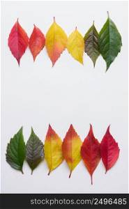 Two rows of colorful gradient autumn leafs on white background with copy space