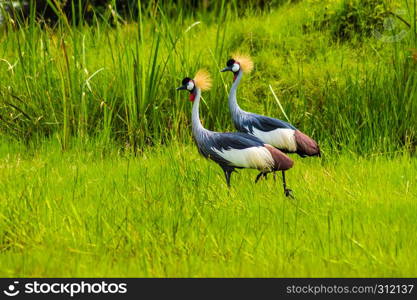 Two Royale cranes in a grass and reed meadow near the city of Thika in central Kenya. Two Royale cranes in a grass and reed