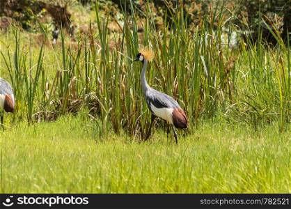 Two Royale cranes in a grass and reed meadow near the city of Thika in central Kenya