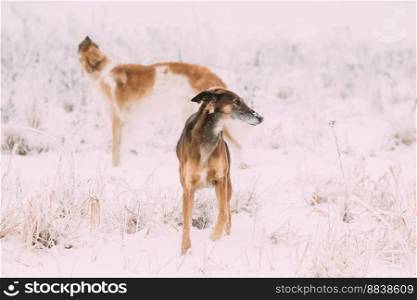 Two Russian Gazehound Hunting Sighthound Borzaya Dogs During Hare-hunting At Winter Day In Snowy Field.