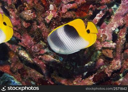 Two Saddleback butterflyfish (Chaetodon ephippium) swimming underwater, Papua New Guinea