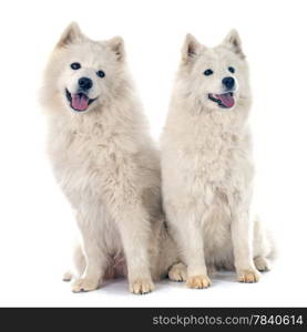 two Samoyeds in front of white background