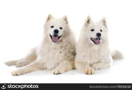 two Samoyeds in front of white background