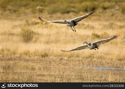 Two sandhill cranes flying over field