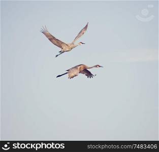 Two Sandhill Cranes in Flight