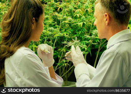 Two scientists discussing about gratifying cannabis plants in a curative indoor cannabis greenhouse. Products extracted from cannabis as an alternative medical treatment.. Two scientists discussing on gratifying cannabis plant in curative indoor farm.