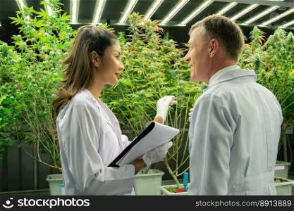 Two scientists discussing about gratifying cannabis plants in a curative indoor cannabis greenhouse. Products extracted from cannabis as an alternative medical treatment.. Two scientists discussing on gratifying cannabis plant in curative indoor farm.