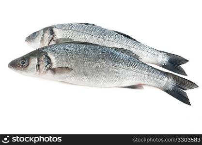 two sea bass isolated