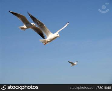 two sea gulls flying against background of blue sky. sea gulls flying