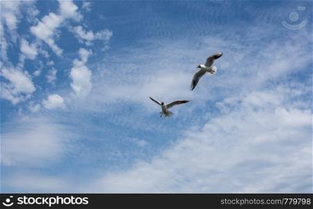 two seagulls are flying against the blue sky and clouds close up