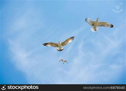 Two seagulls flying in a sky as a background