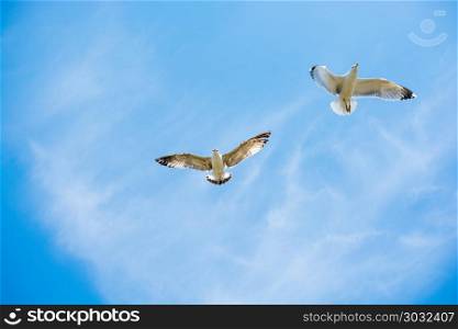 Two seagulls flying in a sky. Two seagulls flying in a sky as a background