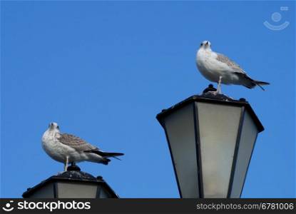 Two seagulls on lantern