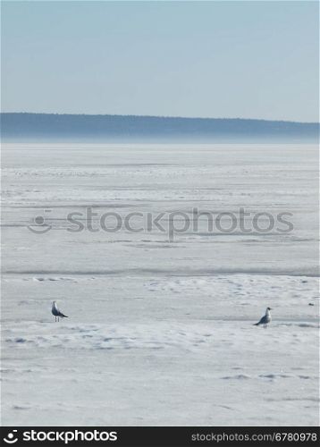 Two seagulls on the frozen lake. Russia