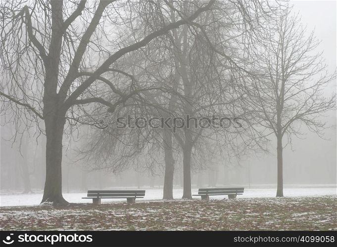 Two Seats Along a Lonely Foggy Path