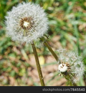 two seed heads of dandelion blowballs on lawn close up on lawn