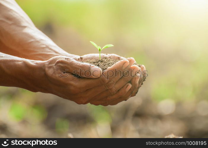 Two seedlings were planed in the ground. Photo light