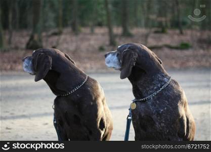 two senior german shorthaired pointers, checking what?s happening behind
