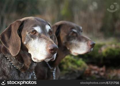 two senior german shorthaired pointers, nine year old females