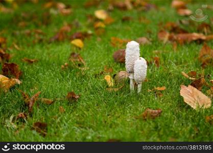 Two shaggy Ink Cap Toadstools in wet autumn grass surrounded by fallen Beech leaves