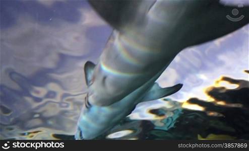 Two sharks swim near the surface over the camera
