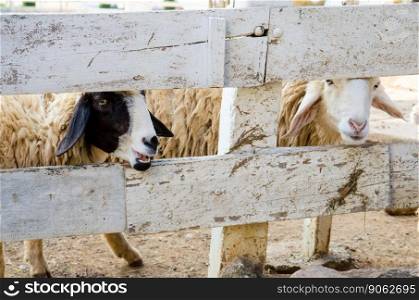 two sheep in wooden cage