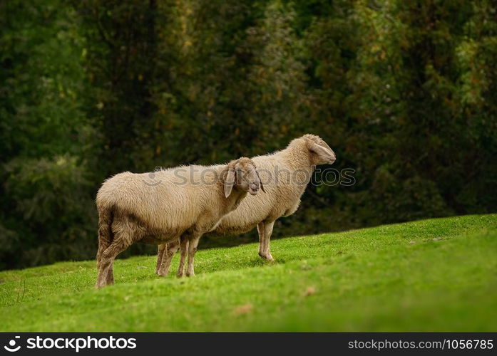 Two Sheeps on the Slope of a Hill. Sheeps on the Grass