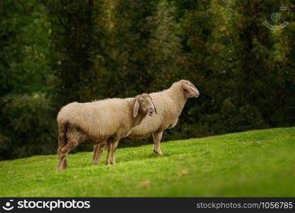 Two Sheeps on the Slope of a Hill. Sheeps on the Grass