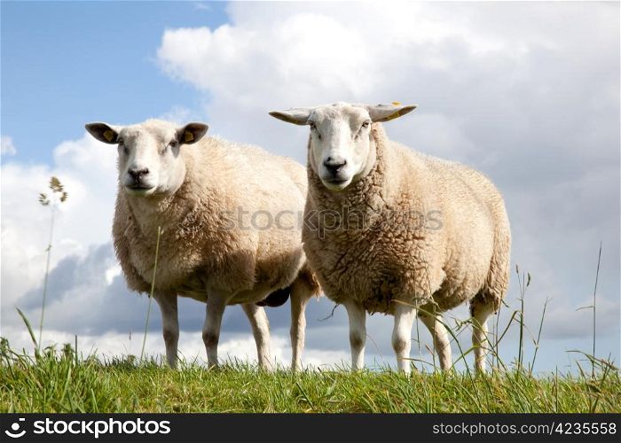 two sheepstanding symmetrically in the grass