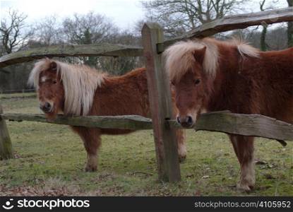 Two shetland ponies