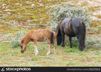 Two Shetland ponies graze in a sand dune