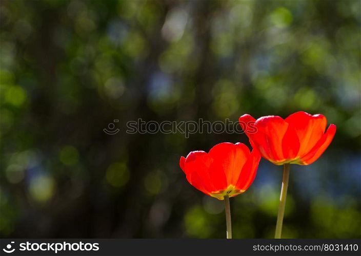 Two shiny red tulips at blurred natural green background
