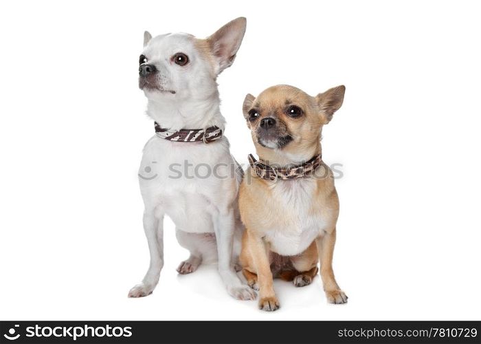 two short-haired chihuahua dogs. two short-haired chihuahua dogs in front of a white background