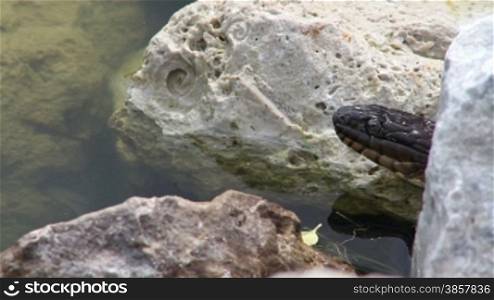 Two shots in one. A long black snake enters the water and swims along on the surface