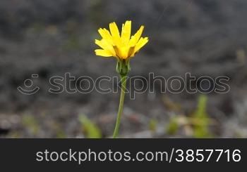 Two shots in one - Close-ups of a single yellow flower growing in a black lava rock landscape in Hawaii
