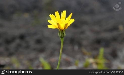Two shots in one - Close-ups of a single yellow flower growing in a black lava rock landscape in Hawaii