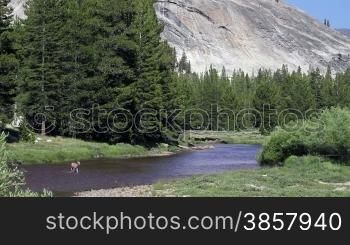 Two shots of a deer crossing a river at Tuolumne Meadows in Yosemite National Park